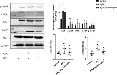 Erythromycin attenuates oxidative stress-induced cellular senescence via the PI3K-mTOR signaling pathway in chronic obstructive pulmonary disease